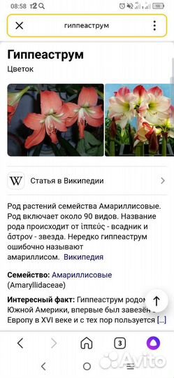 Гиппиаструм