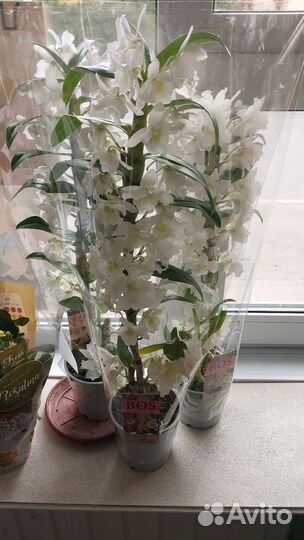 Орхидея фаленопсис