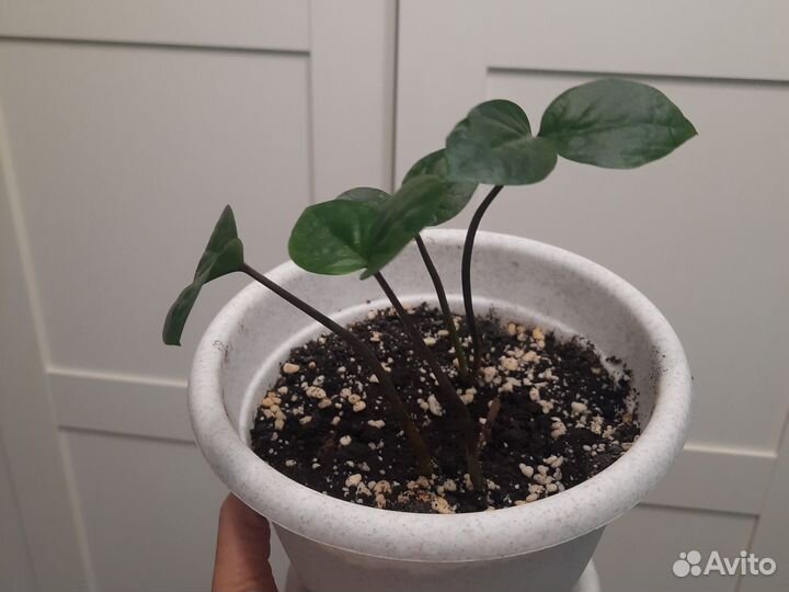 Спатифиллум, Традисканция