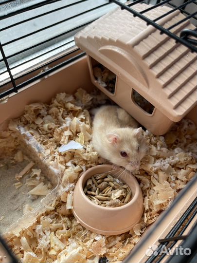 Джунгарский хомяк