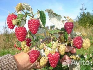 Малина ремонтантная сорт Химбо Топ