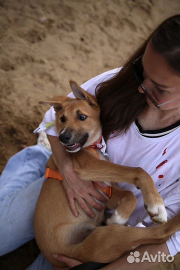 Щенок в добрые руки