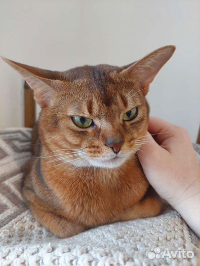Абисинский кот для вязки
