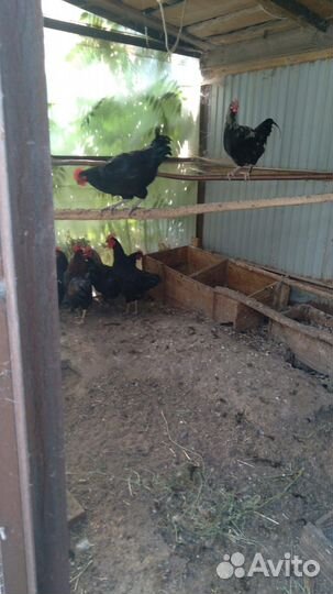 Продам петухов разных пород