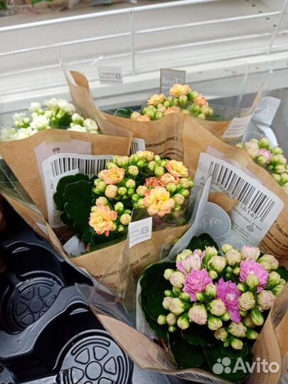 Гортензия бесконечное лето