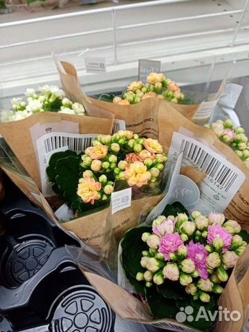 Гортензия бесконечное лето