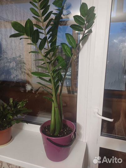 Замиокулькас