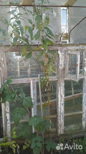 Растения