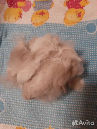 Шерсть кошачья от персидской кошки