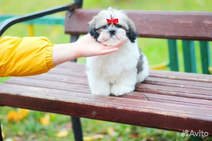 Великолепный мальчик Ши-тцу