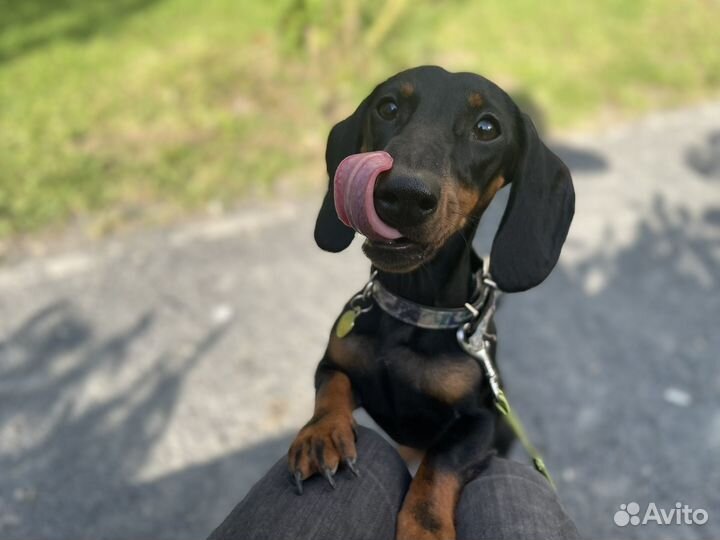 Передержка собак в домашних условиях, догситтер