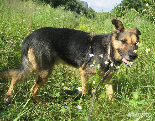 Тимоша, мой ангел