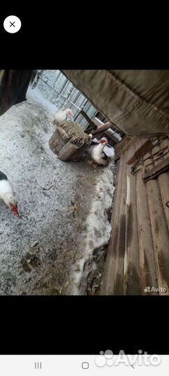 Селезень индоутки