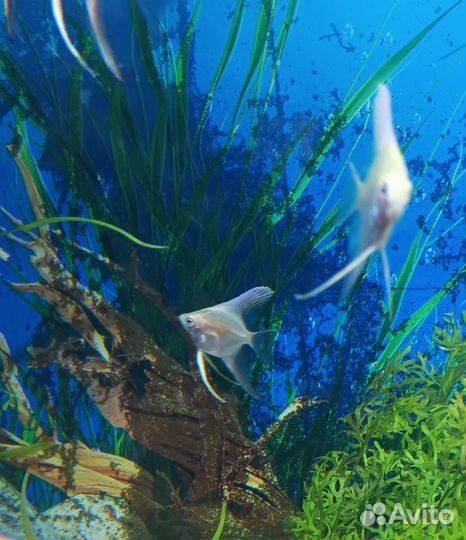 Аквариумные рыбки