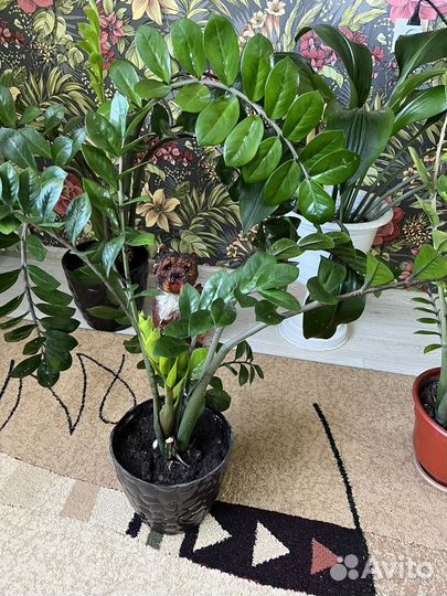 Замиокулькас