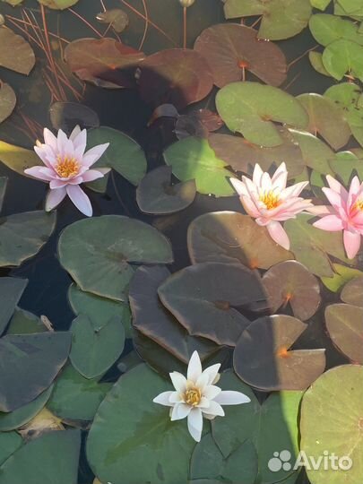 Водяные лилии