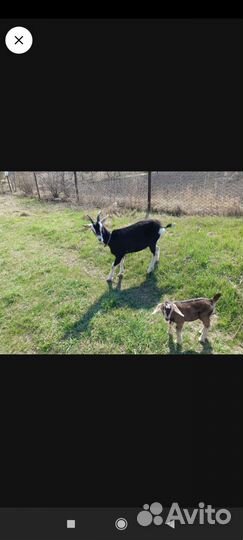 Англо нубийский козлик