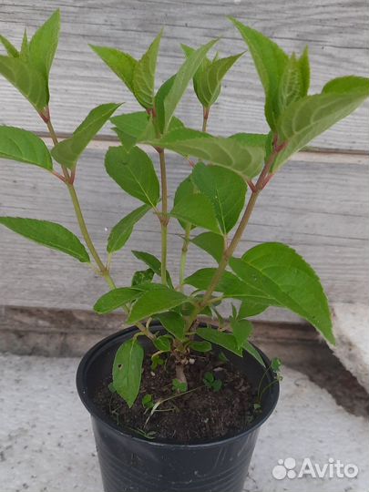 Гортензии метельчатые