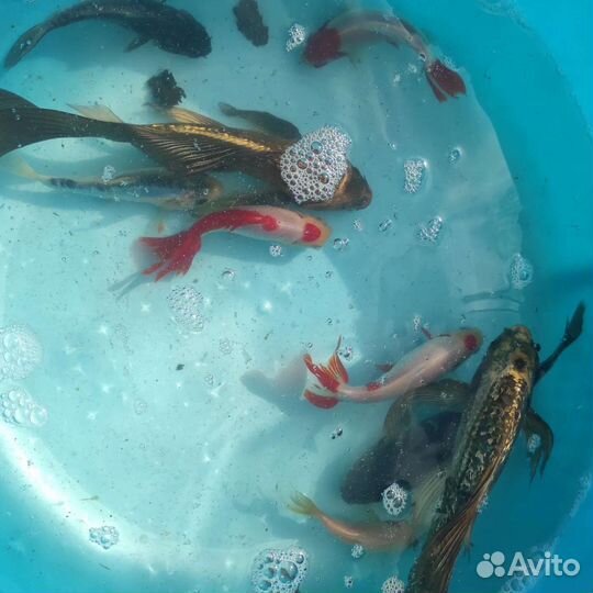 Карпы кои и вэйкины
