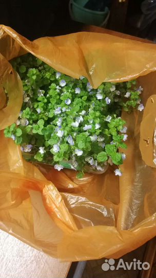 Почвопокровник вероника нитевидная