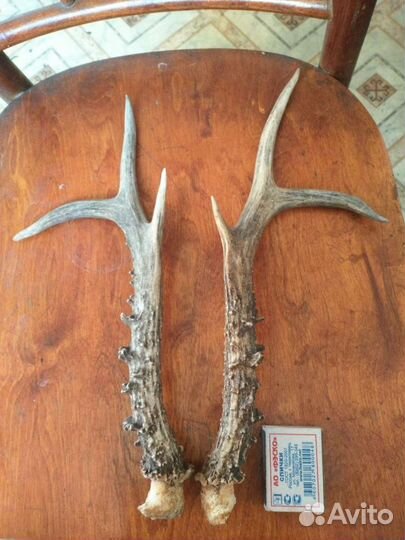 Рога оленя