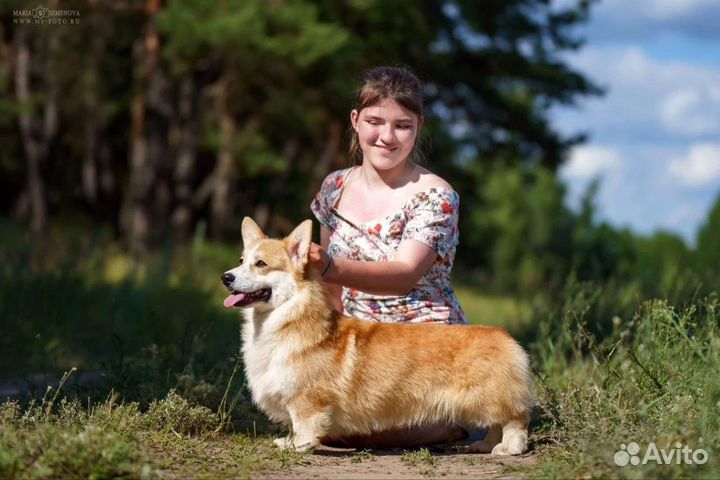 Услуги хендлера