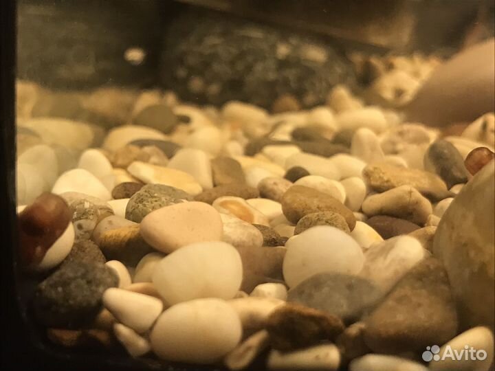 Улитки аквариумные в том числе на корм хищникам