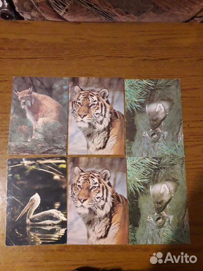 Открытки с животными