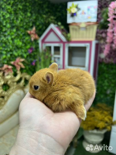 Мини кролики ручные