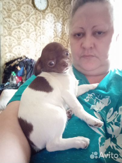 Щенки чихуахуа мини девочка