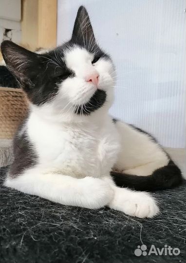 Кошки бесплатно