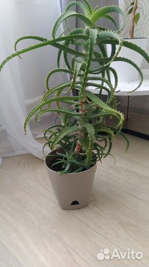 Алоэ лечебный