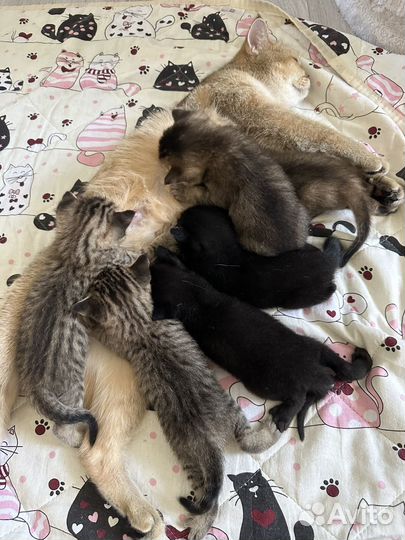 Котята в добрые руки