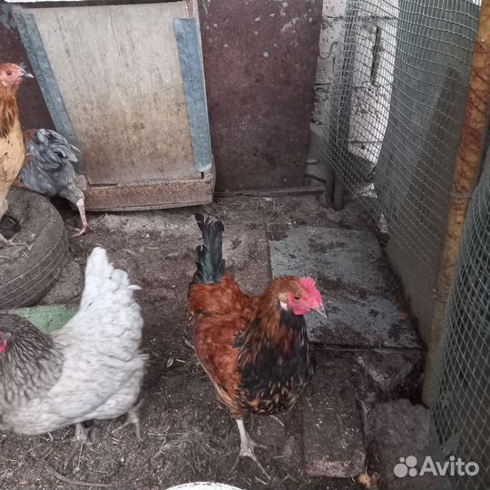 Молодые петухи