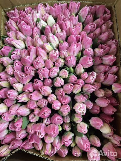 Луковицы тюльпанов