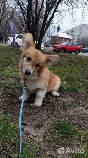 Передержка собак, домашнее содержание