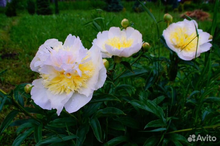 Пионы разные кусты большие
