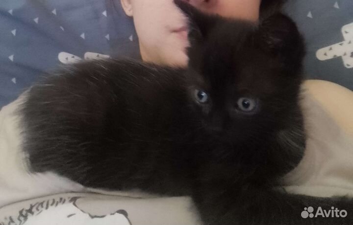 Котенок мальчик бесплатно