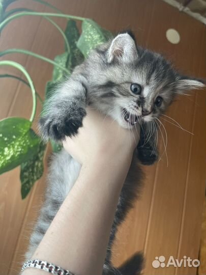 Кошечка в добрые руки