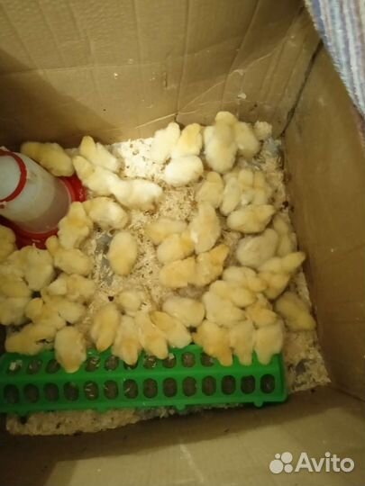 Цыплята от домашних кур, бройлеры