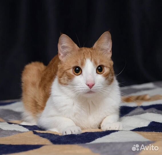 Котик Армани у которого не было детства