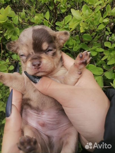 Щенки чихуахуа длинношерстные мини