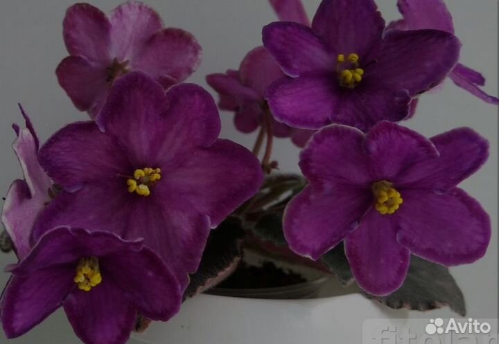 Фиалка сортовая детки