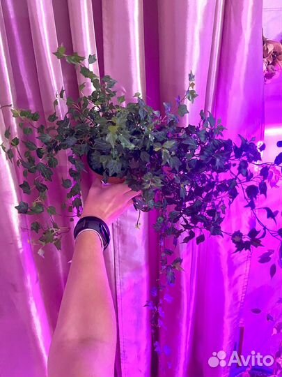 Хедера хеликс Джессика