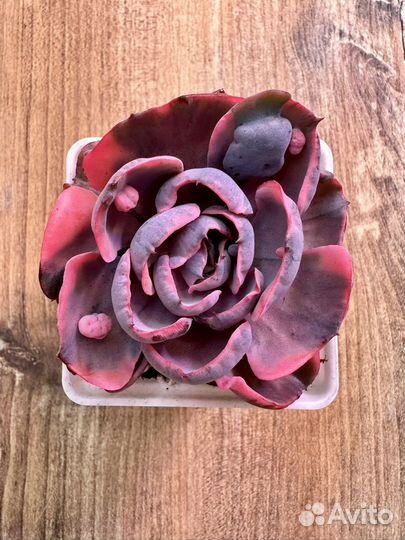 Эхеверия Beyonce