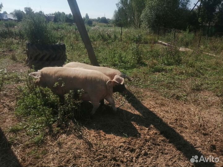 Хряк на племя