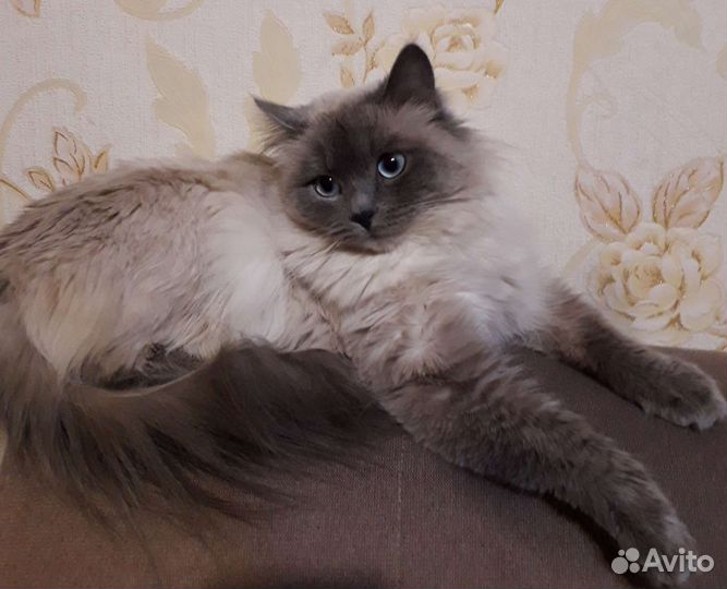 Невская маскарадная