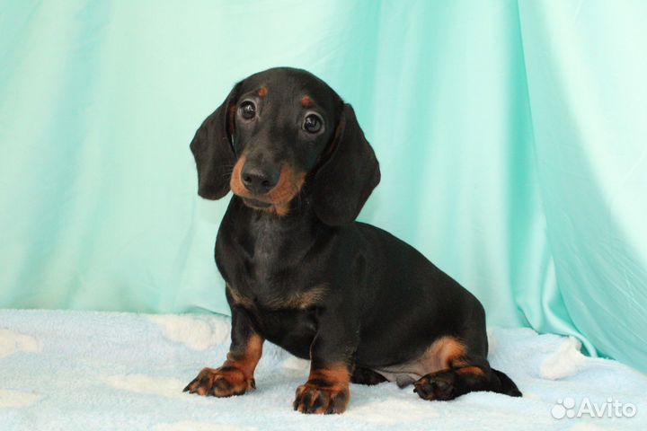 Щенки таксы мини г/ш