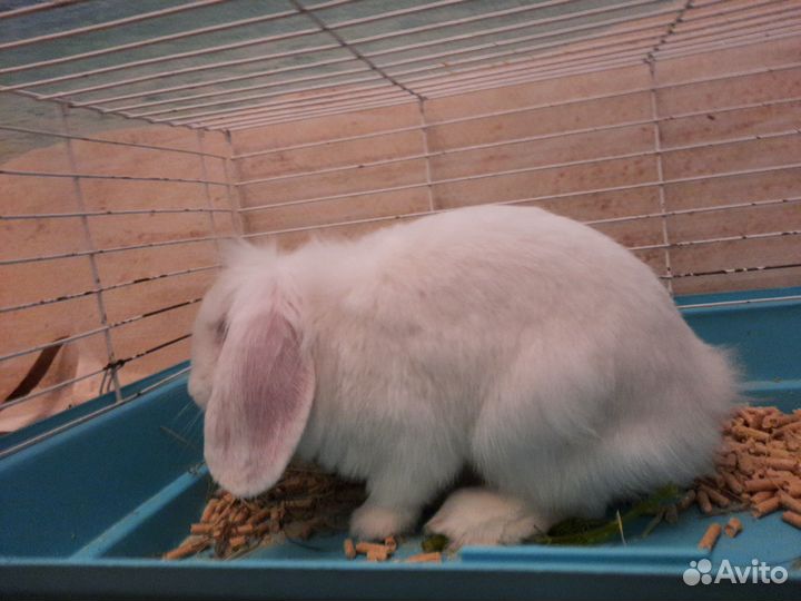 Декоративные кролики вислоухие