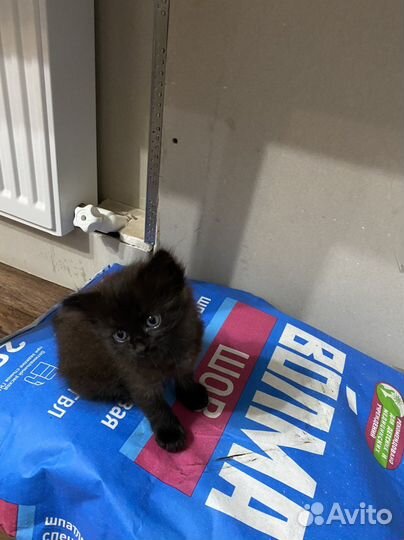 Отдам котенка в добрые руки